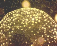 Mikroskop Delta Optical Genetic Pro Mono  (40-1000x)